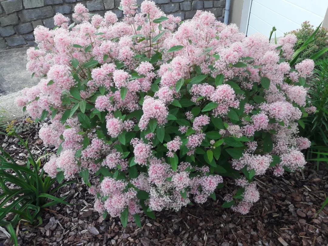 美洲茶寓意是什么,美洲茶蓝色海洋