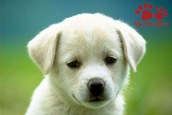 爪爪博士医院,爪爪博士皮肤治疗