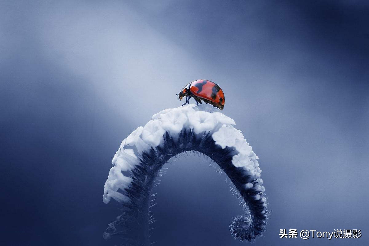 微距摄影怎样拍花,微距摄影怎么拍的