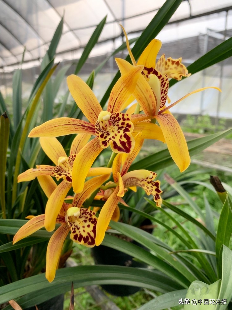 过年买的喜庆的花,过年买的喜庆花