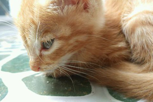 对猫过敏就不能养猫了吗,养猫对猫过敏怎么解决