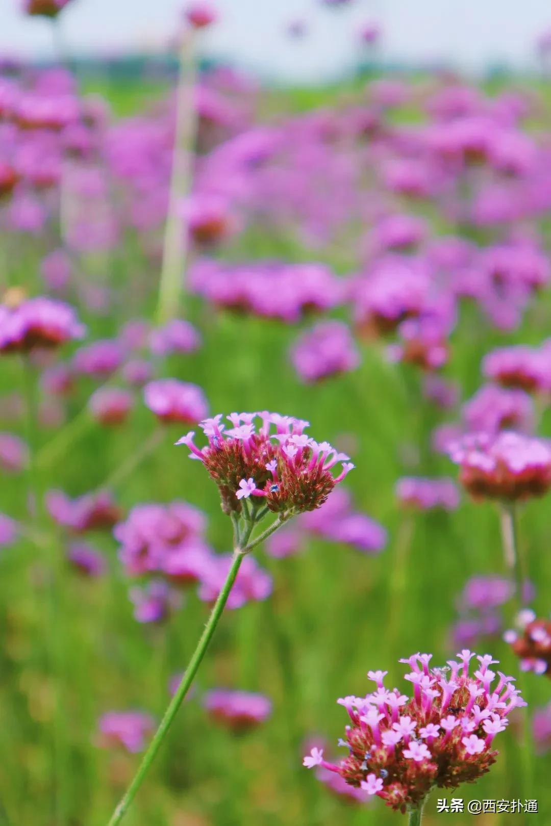西安大草坪公园推荐,西安有大草坪的公园