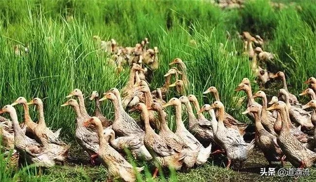 鸭中暑的最佳治疗方法,鸭中暑的症状怎么放血