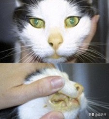 我家猫为什么莫名其妙的死了,我家猫为何越来越瘦