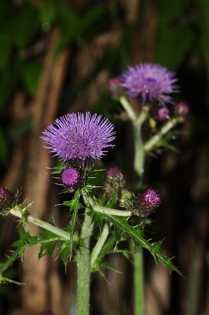 盘点哪些好吃不贵的食材,盘点那些好吃的野菜