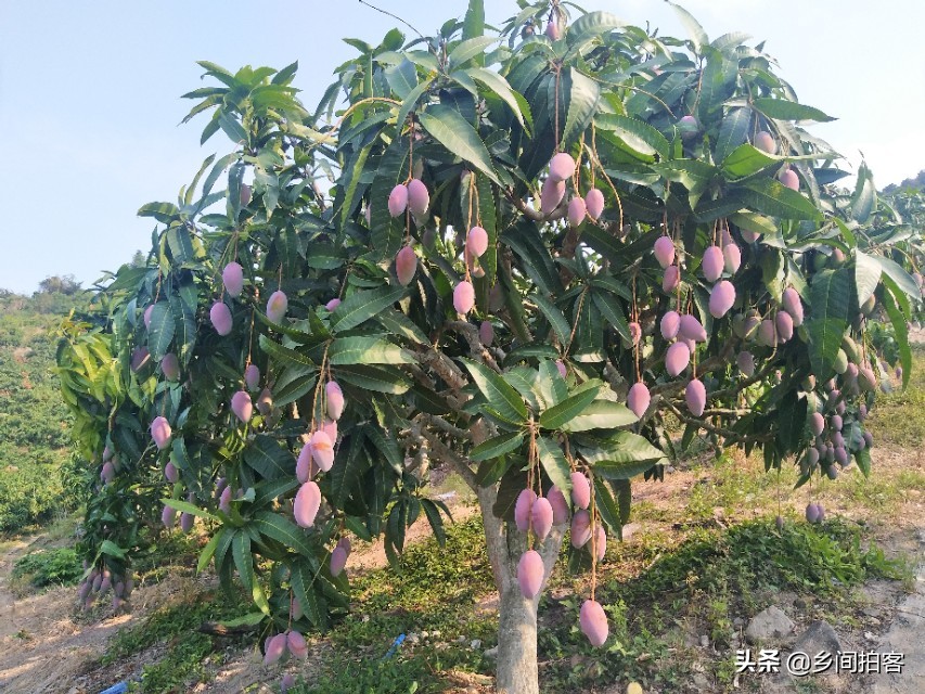 海南产地直发贵妃芒,海南产地树熟贵妃芒