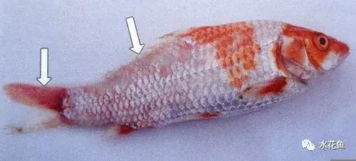 鱼类生病的表现,鱼类赤皮病