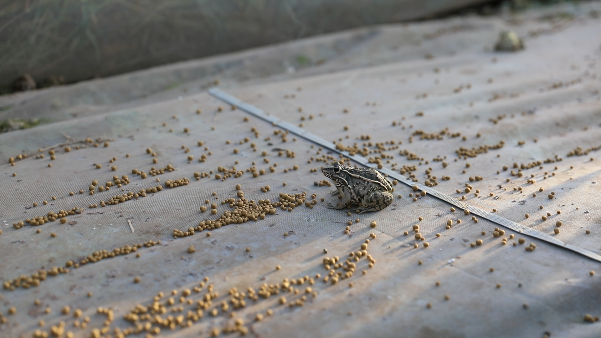 2022进入养殖青蛙行业晚吗,青蛙怎么养殖的一亩成本是多少