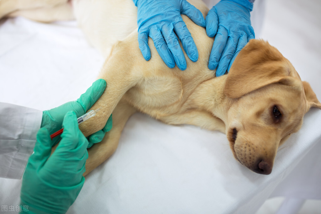 狗拉肚子好了又反复,奶狗拉肚子不吃饭哼哼叫怎么回事