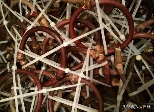 山上随便砍的藤条,竟然比金刚还牛逼!(附带制做方法)