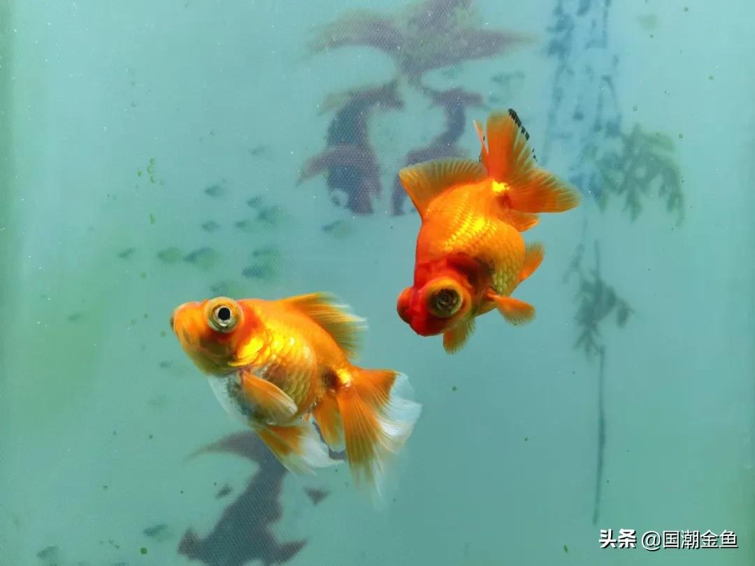 除夕“集五福”!五种福气满满的金鱼,祝您年年有余