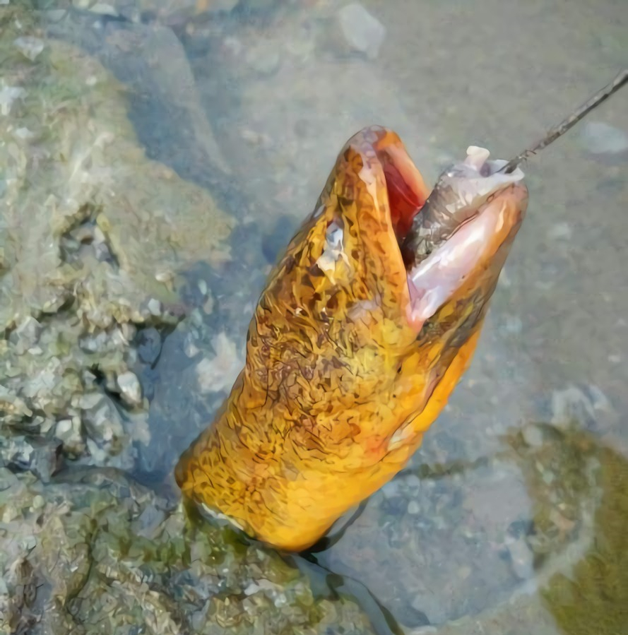 下网逮黄鳝技巧,逮黄鳝用什么方法