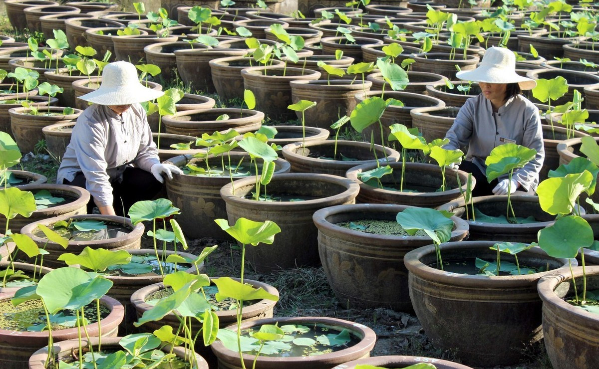 菜藕开花是什么样子,市场买的菜藕能开花么