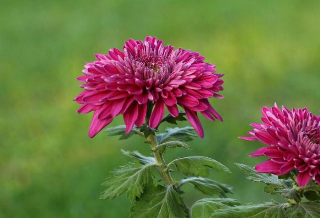 菊花怎么修剪能让叶子快速发芽,菊花冬季修剪完只剩老枝能活吗