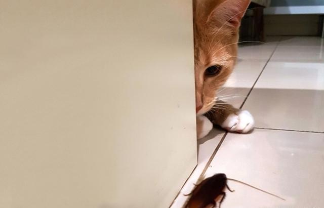 猫能把家里蟑螂抓完吗,家里有猫怎么预防蟑螂最有效方法