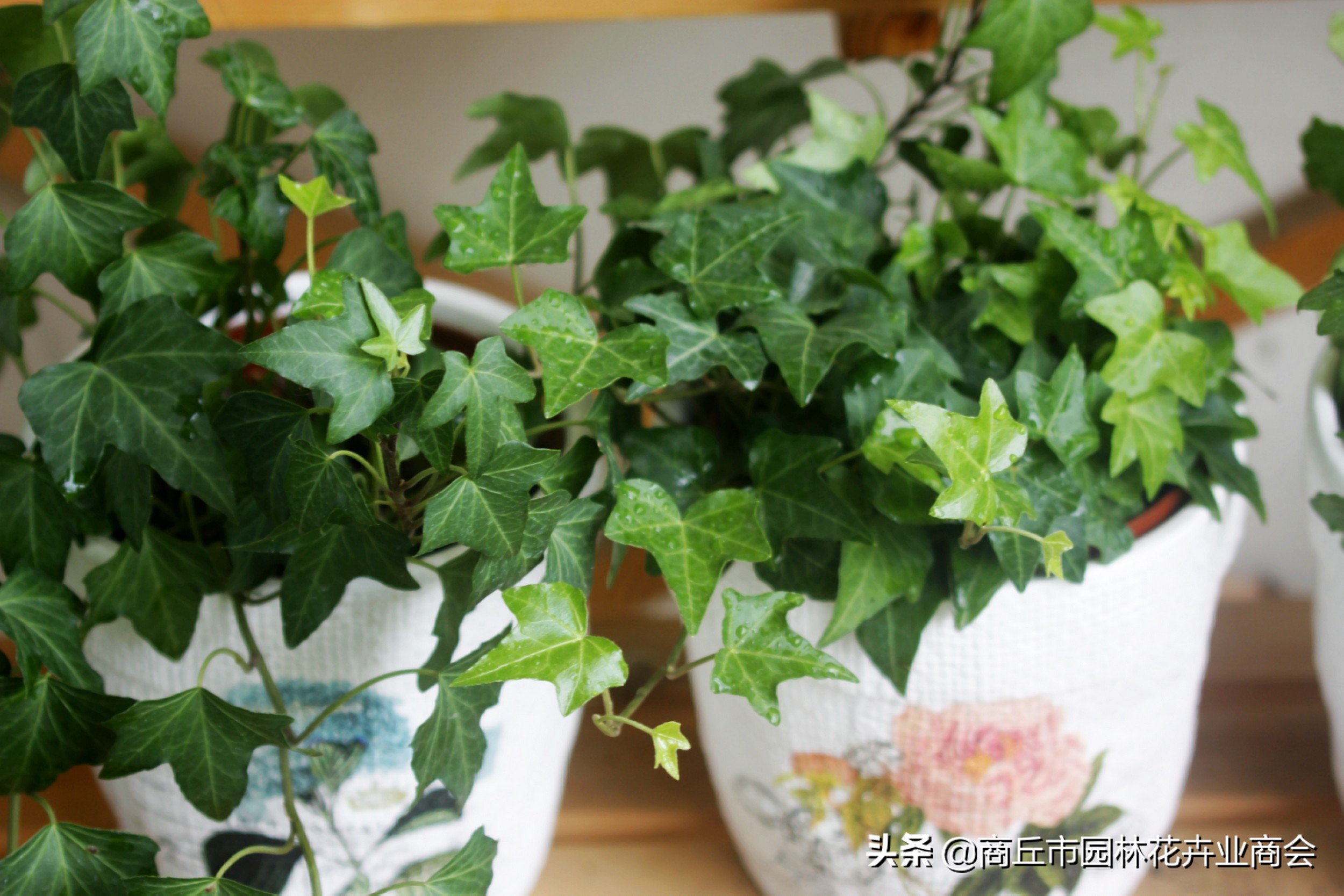 常春藤为啥总是养不活,常春藤收到货后怎么养护