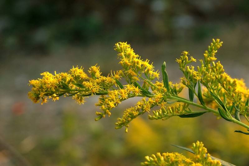 鲜花插花技巧专业术语,插花常见鲜花名称大全