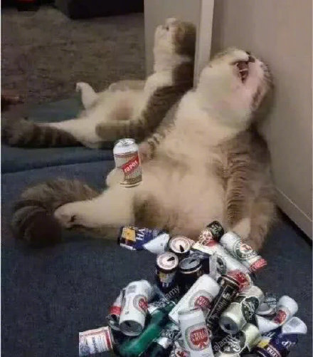 我只是个肥宅表情包,表情包我能插嘴吗