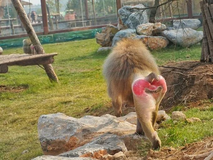 济南动物王国一日游详细攻略,济南一日游动物园