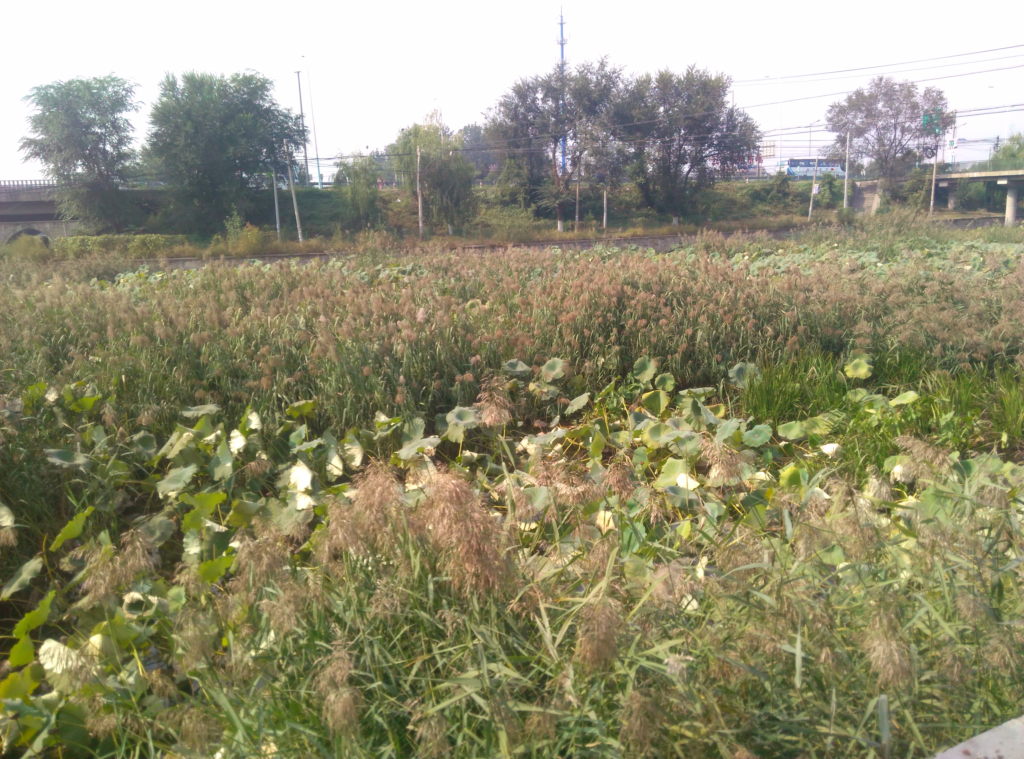 马惊飙莲荷主题诗作小辑