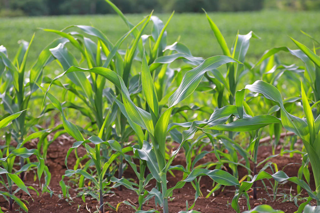 种植玉米起垄好还是平播好,玉米播浅了干旱怎么办