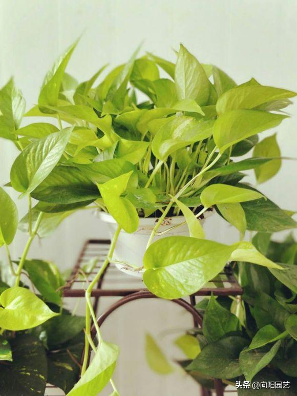 绿萝养不好总是黄叶子是怎么回事,养护绿萝出现了黄叶怎么办