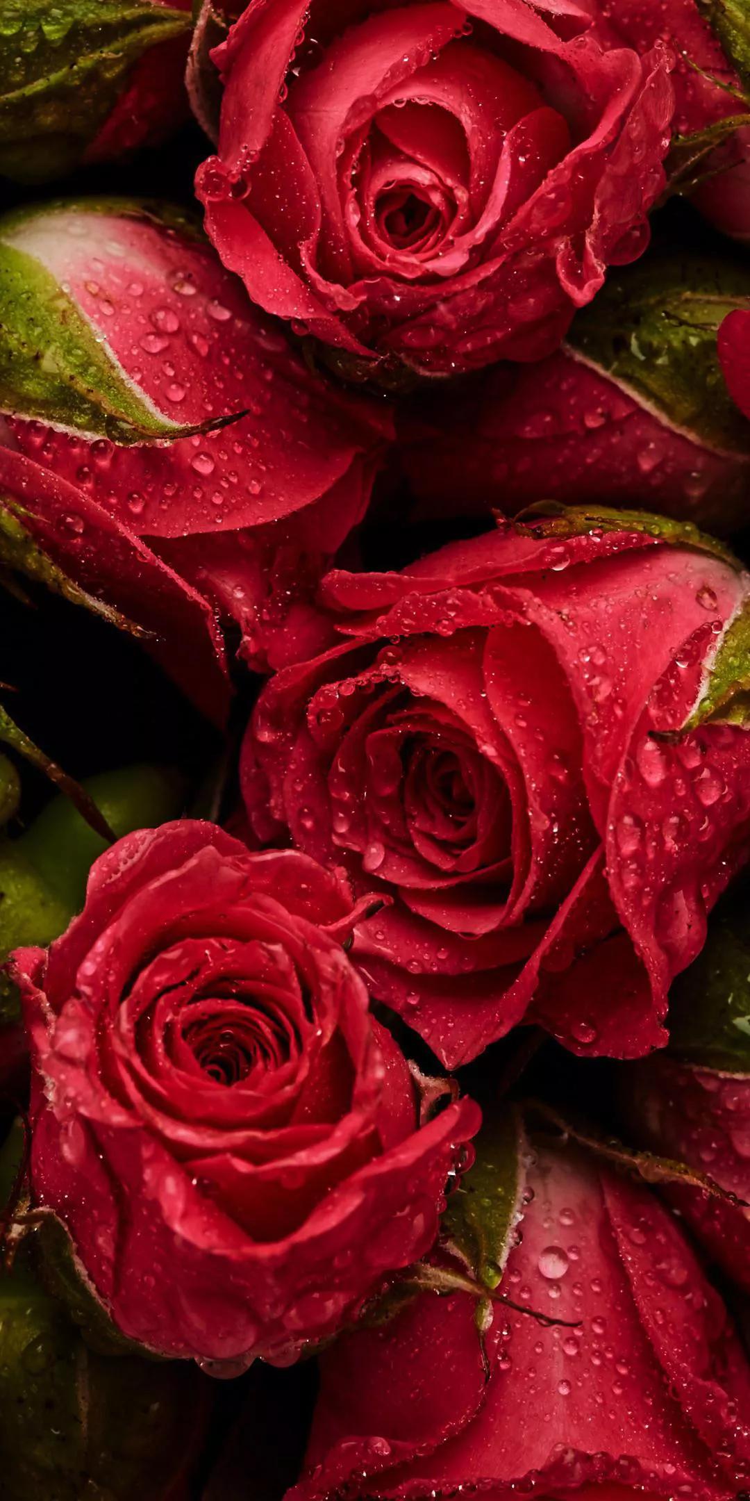 玫瑰花花语是什么意思,不同颜色玫瑰花的花语英文版