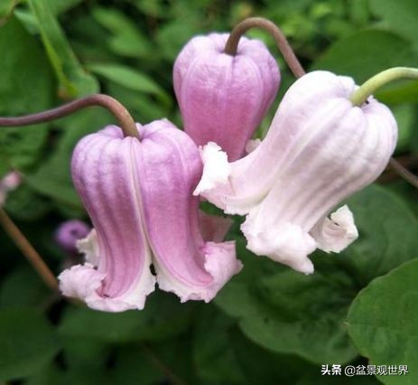 閾佺嚎鑾茬传鑹插皬閾冮摏,灏忛搩閾涢搧绾胯幉鍝佺