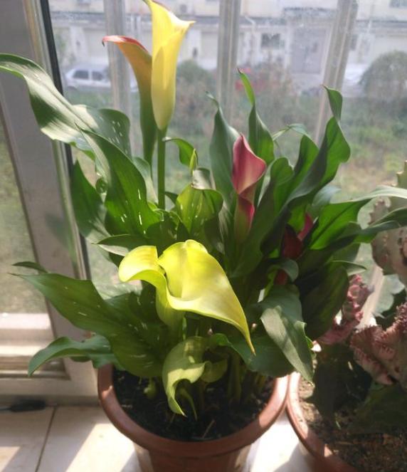 马蹄莲花到了开花时为什么不开花,马蹄莲叶子发黄怎么回事