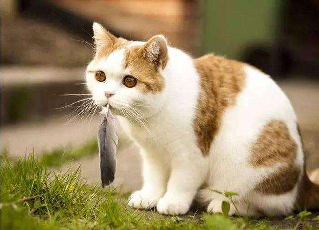 铲屎官必知判断猫咪生病的症状,人对猫咪过敏的症状