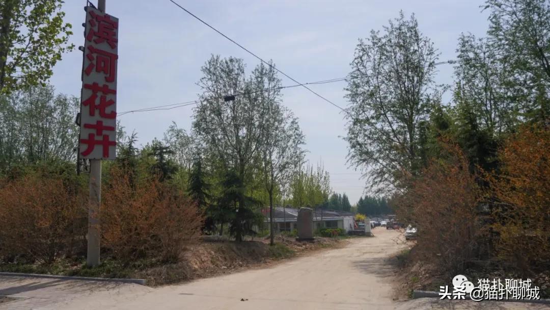 聊城最便宜的花卉批发,聊城附近的花卉市场