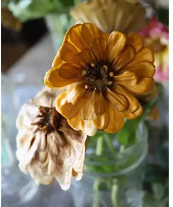 如何把新鲜的花弄成永生花,怎么才能将鲜花变干花