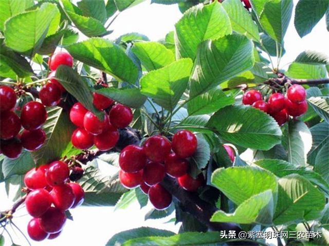 承德德润祥家庭农场,承德市德润祥家庭农场