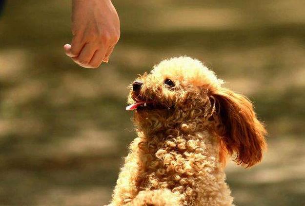 泰迪犬一直舔自己的脚是什么情况,泰迪犬喜欢舔人的手是怎么回事