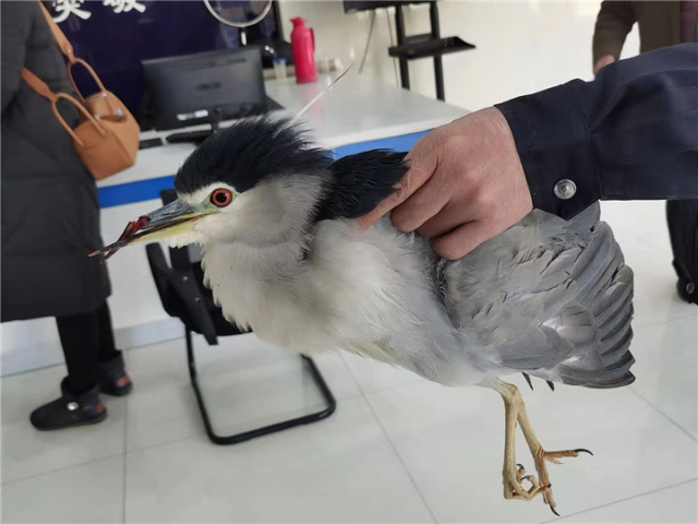 小鸟受伤怎么救治,小鸟受伤了怎么给自己治病