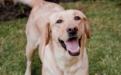 山西省不养狗可以买房吗,运城可以养狗狗的房子