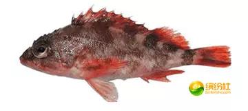 舟山海鲜代加工攻略,最全舟山海鲜攻略