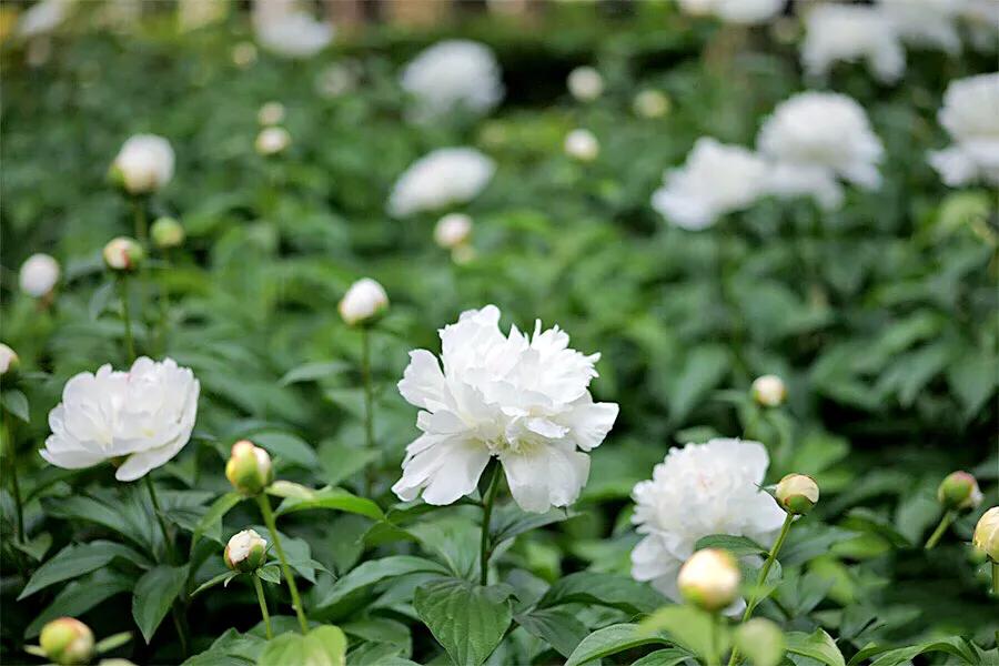 杨妃出浴是牡丹还是芍药,杨妃出浴芍药品种是进口品种吗