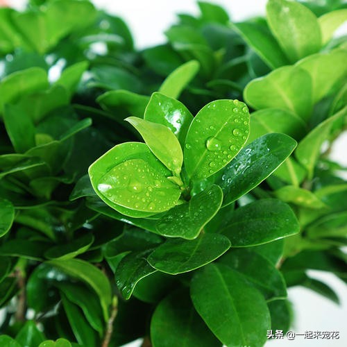养花老是浇死怎么办,养花老是掉绿叶子怎么办