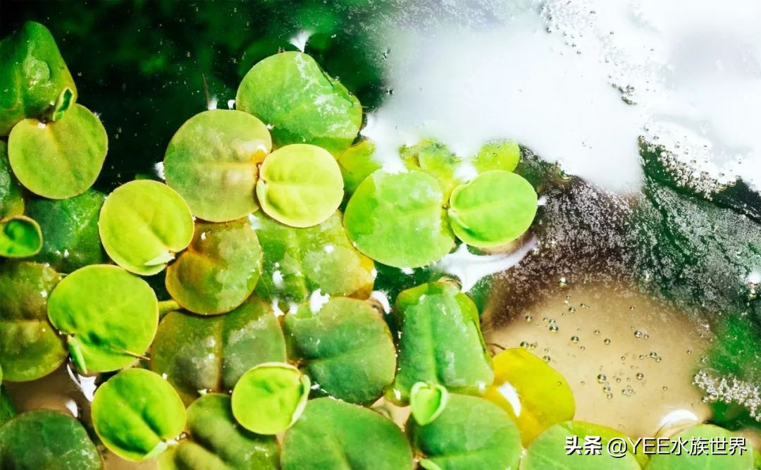 购买硝化细菌性价比高,硝化细菌买液态的好还是买胶囊好