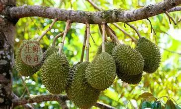 海南必吃十种水果图片名称,海南水果品种大全排名