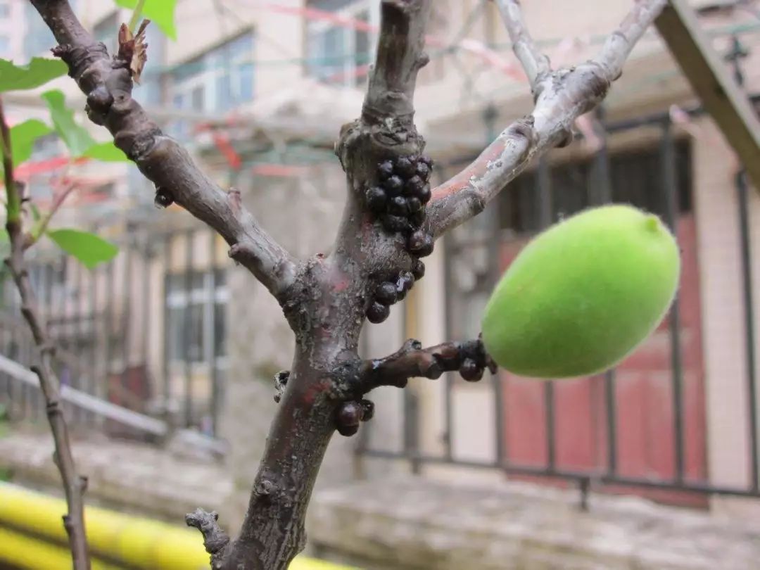 天堂鸟的蚧壳虫对人有危害吗,蚧壳虫怎么危害树木的