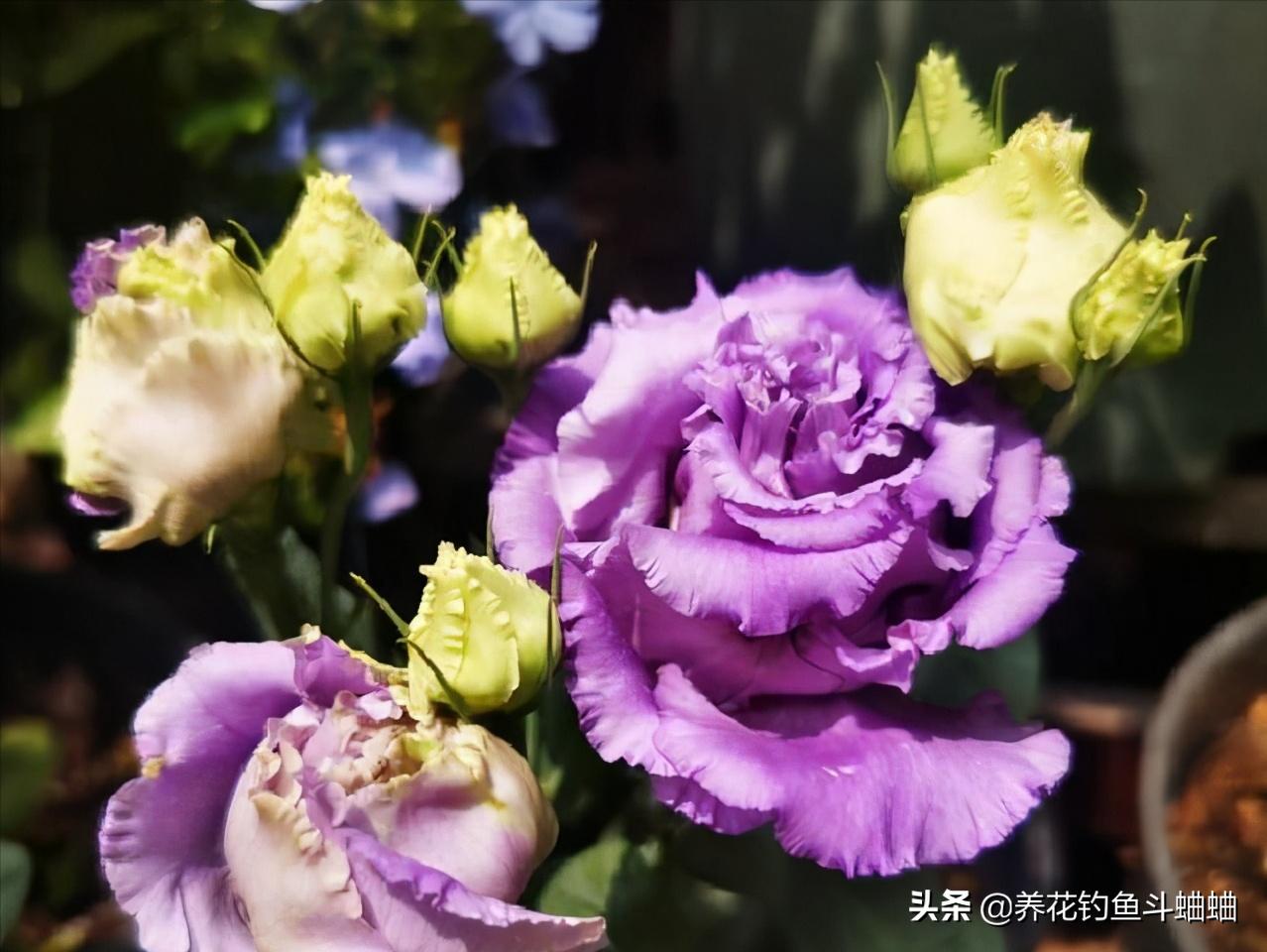 盆栽植物怎么浇水才好,室内盆栽植物浇水指南