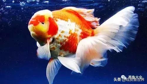 古人养鱼有哪些禁忌,古人是怎么养鱼的