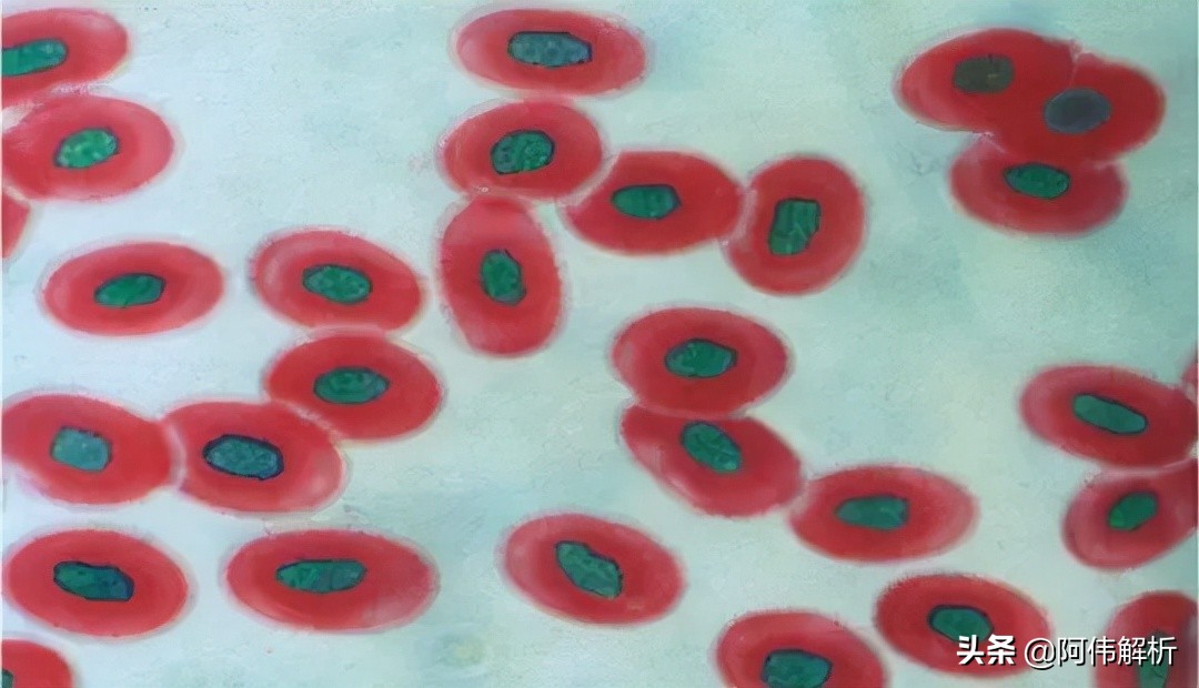 焰色反应实验报告简单,显色反应化学实验高中