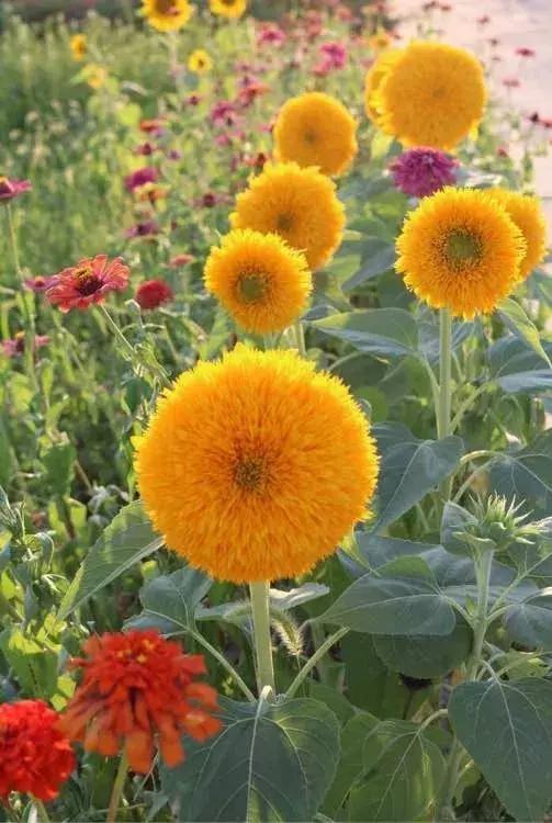 五月份被公认阳台最好养的10种花,喜阴耐旱适合室内养的50种花