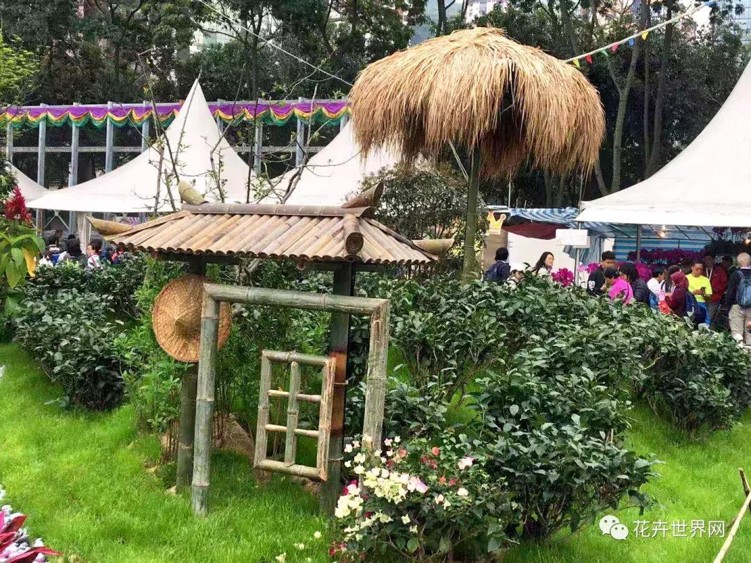 香港花卉艺术展,共赴盛会活动