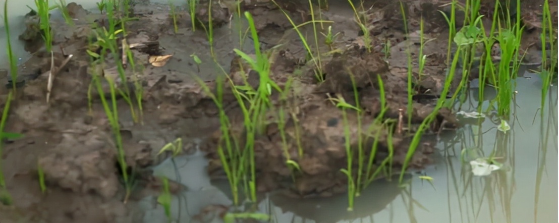 非洲人的捕鱼绝技，一天能捕7吨鱼，出海全凭肉眼找鱼