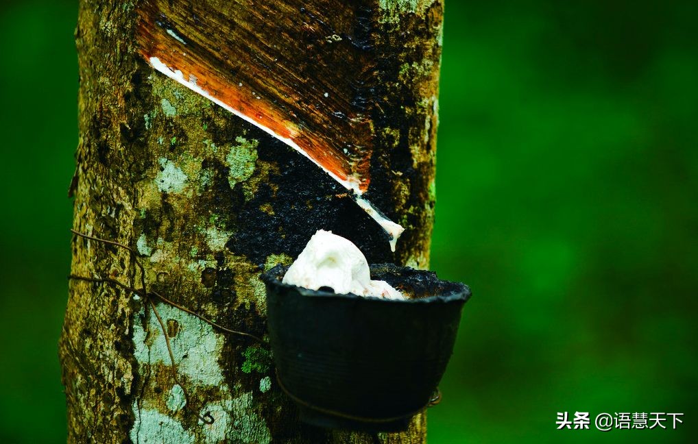 中泰青少年文化艺术交流盛典文案,中泰青少年文化交流盛典