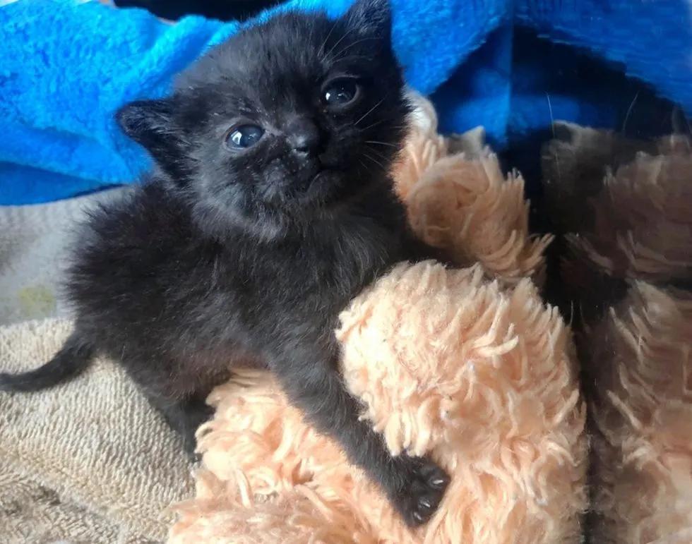 出生十天的小猫还会被母猫压死吗,出生的小猫被人扔了